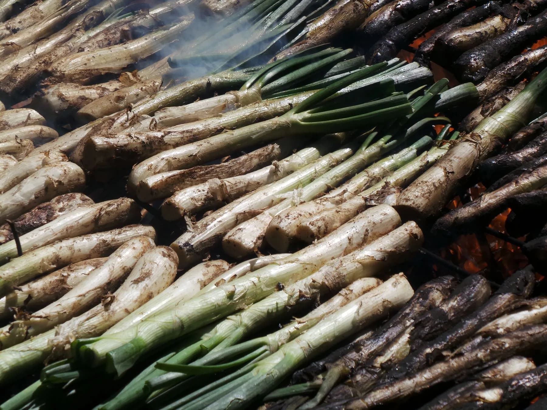 Calçots ennegrecidos por fuera sobre la brasa viva de la parrilla